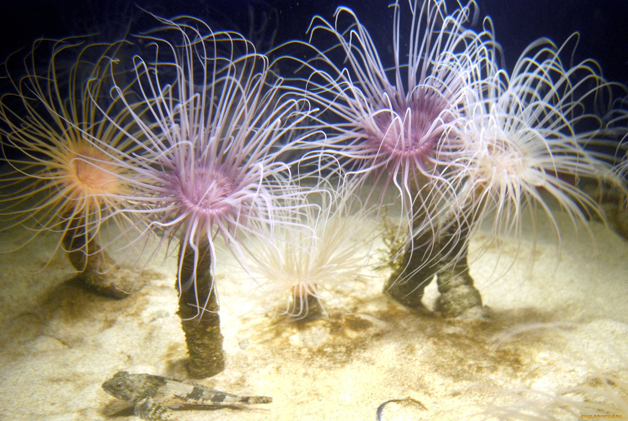 Актинии шестилучевые кораллы